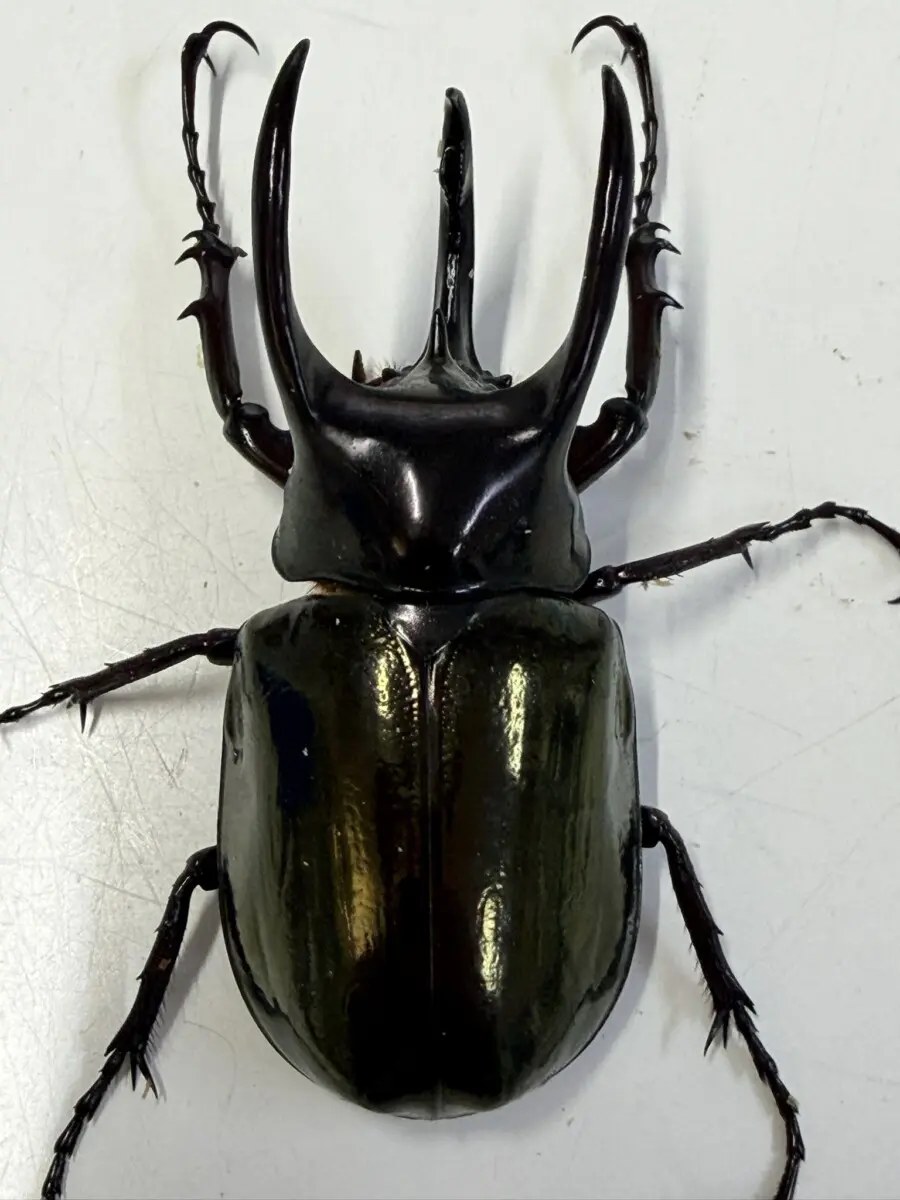 ホーム - クワガタ横丁