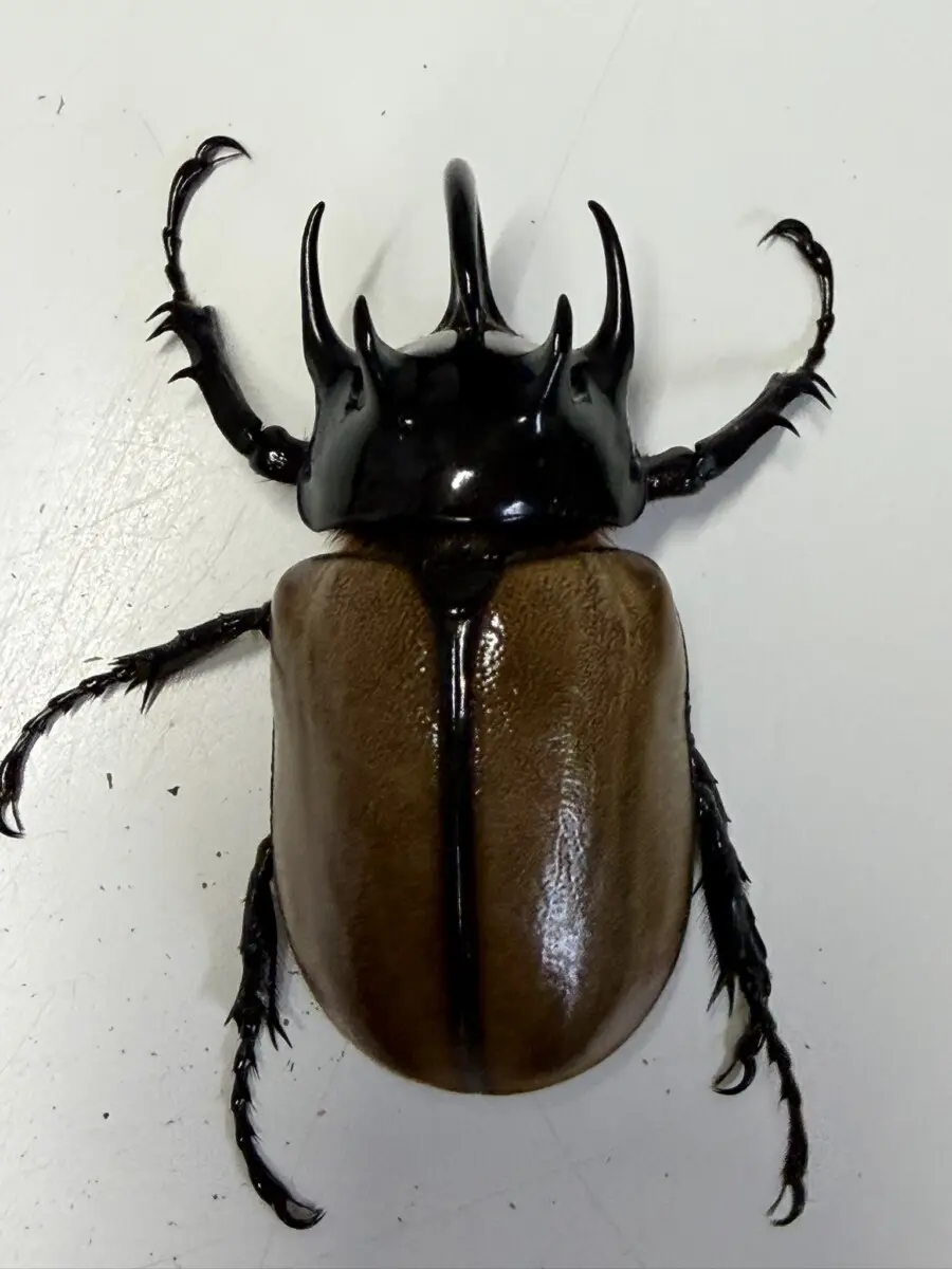 ホーム - クワガタ横丁