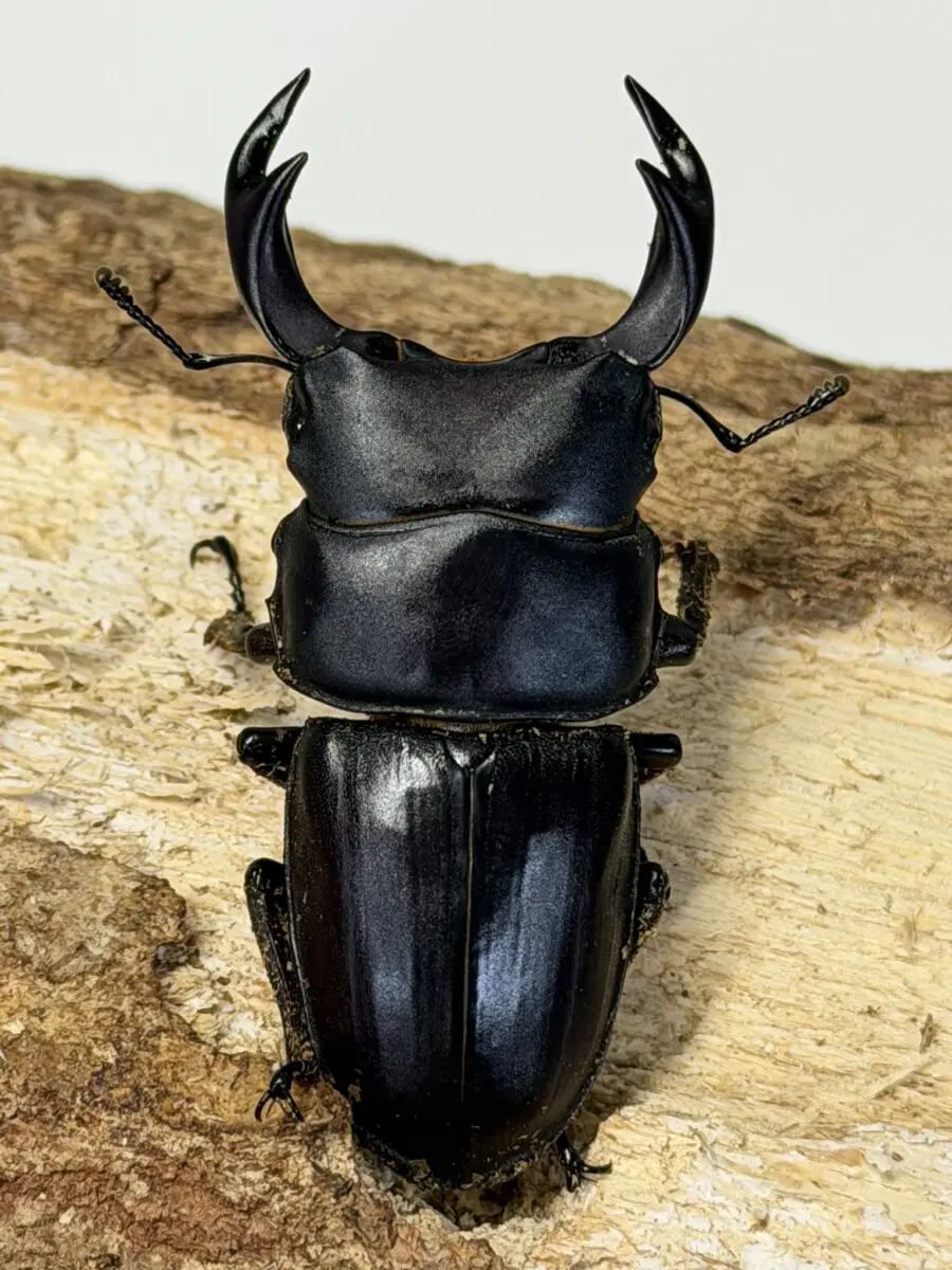 ホーム - クワガタ横丁