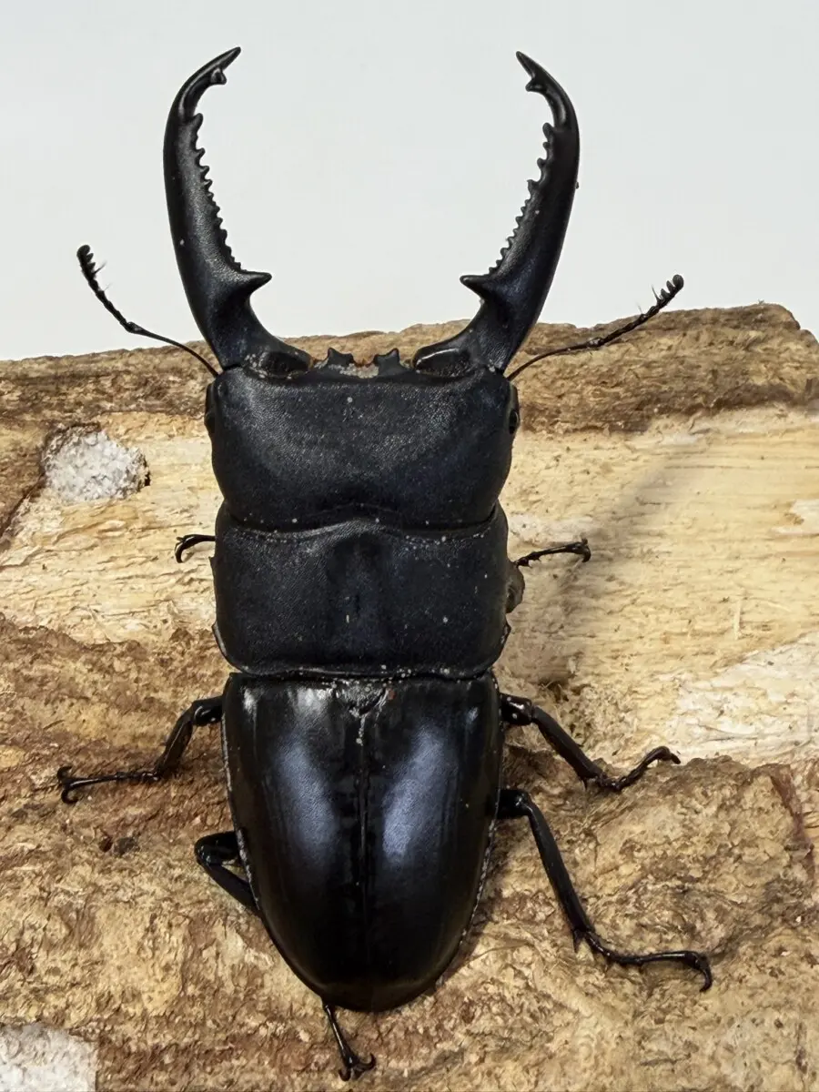 ホーム - クワガタ横丁