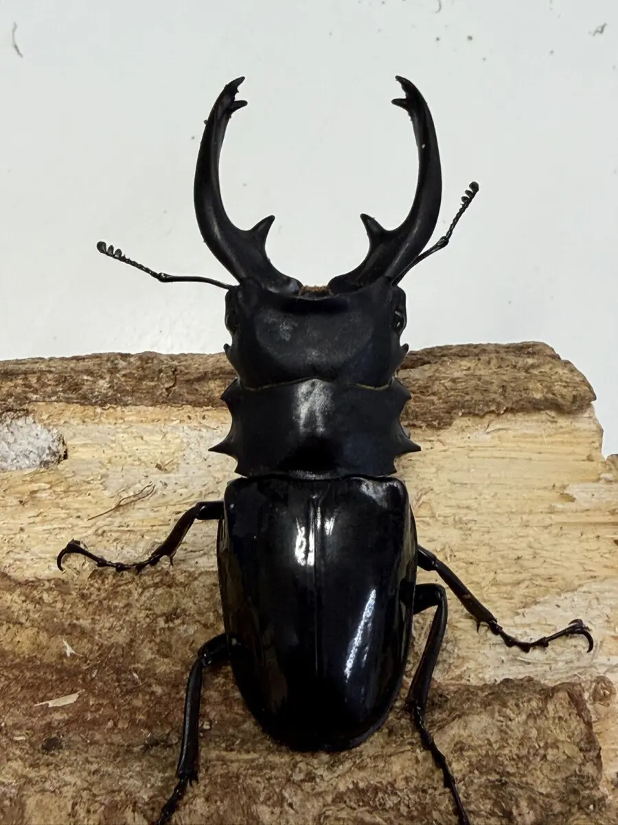 ホーム - クワガタ横丁