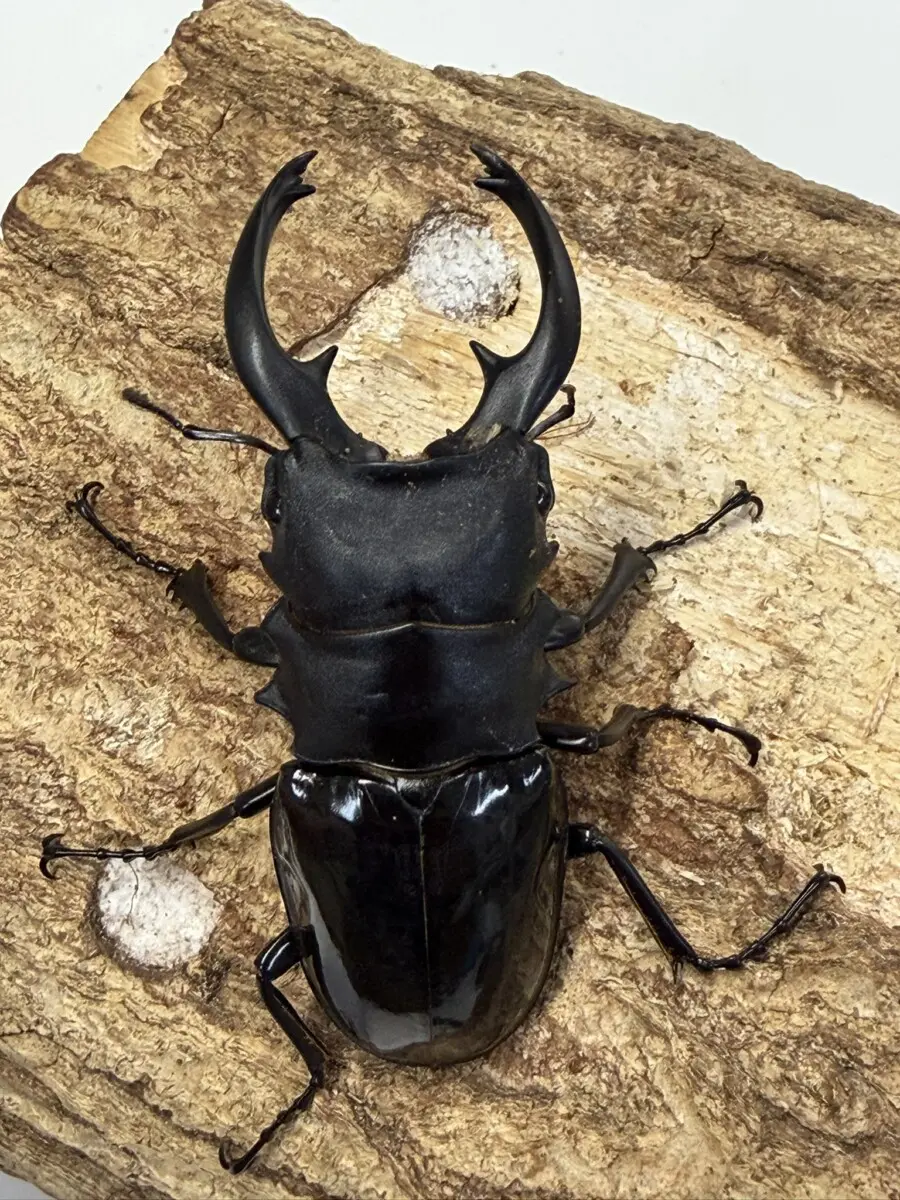 ホーム - クワガタ横丁