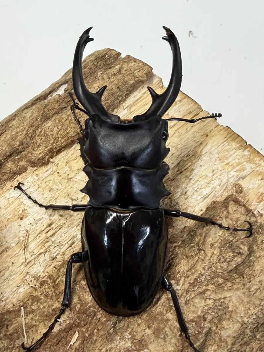 く*ま様 オオクワガタWD 樹液採集個体68㎜ ホーム - クワガタ横丁