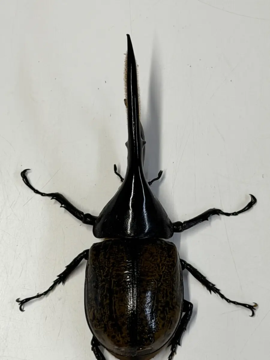 ホーム - クワガタ横丁