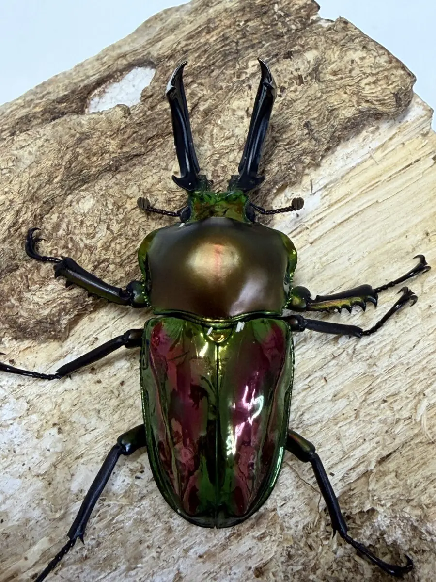 ホーム - クワガタ横丁