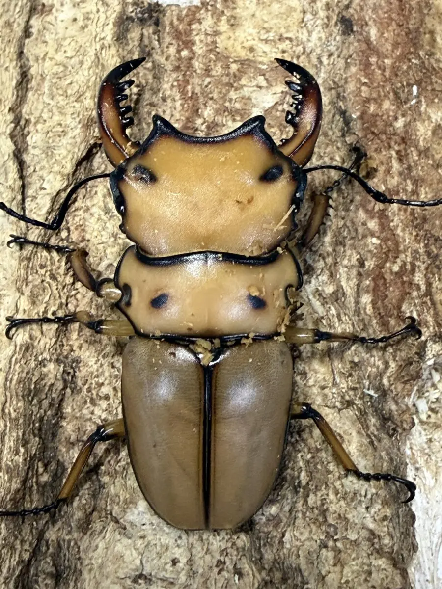 ホーム - クワガタ横丁