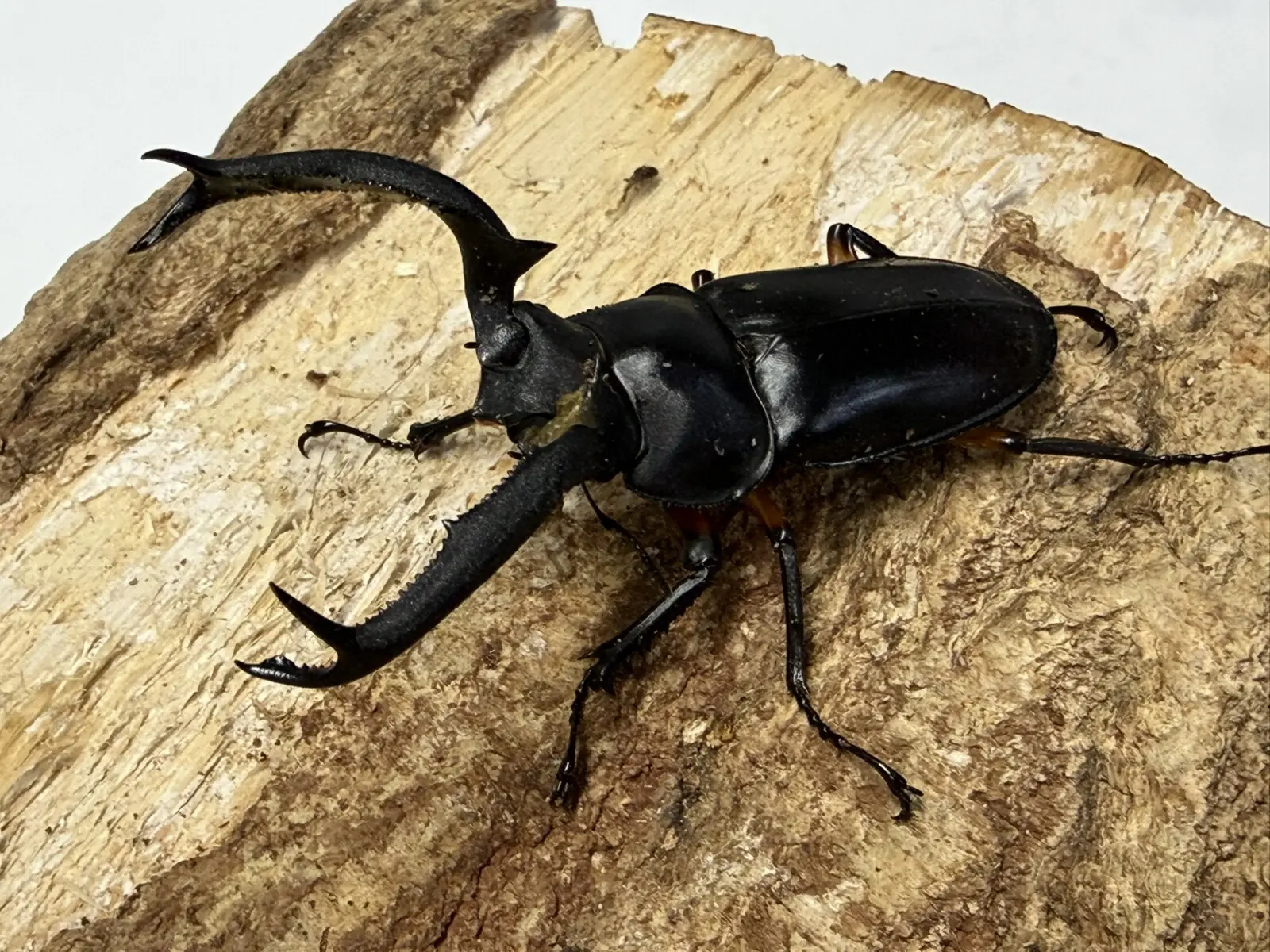 ディディエールシカクワガタ 70ミリペア - クワガタ横丁