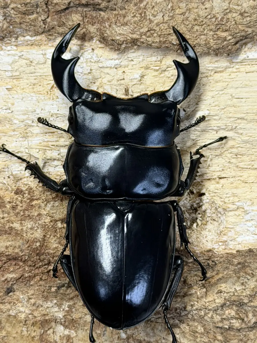 セール商品 - クワガタ横丁