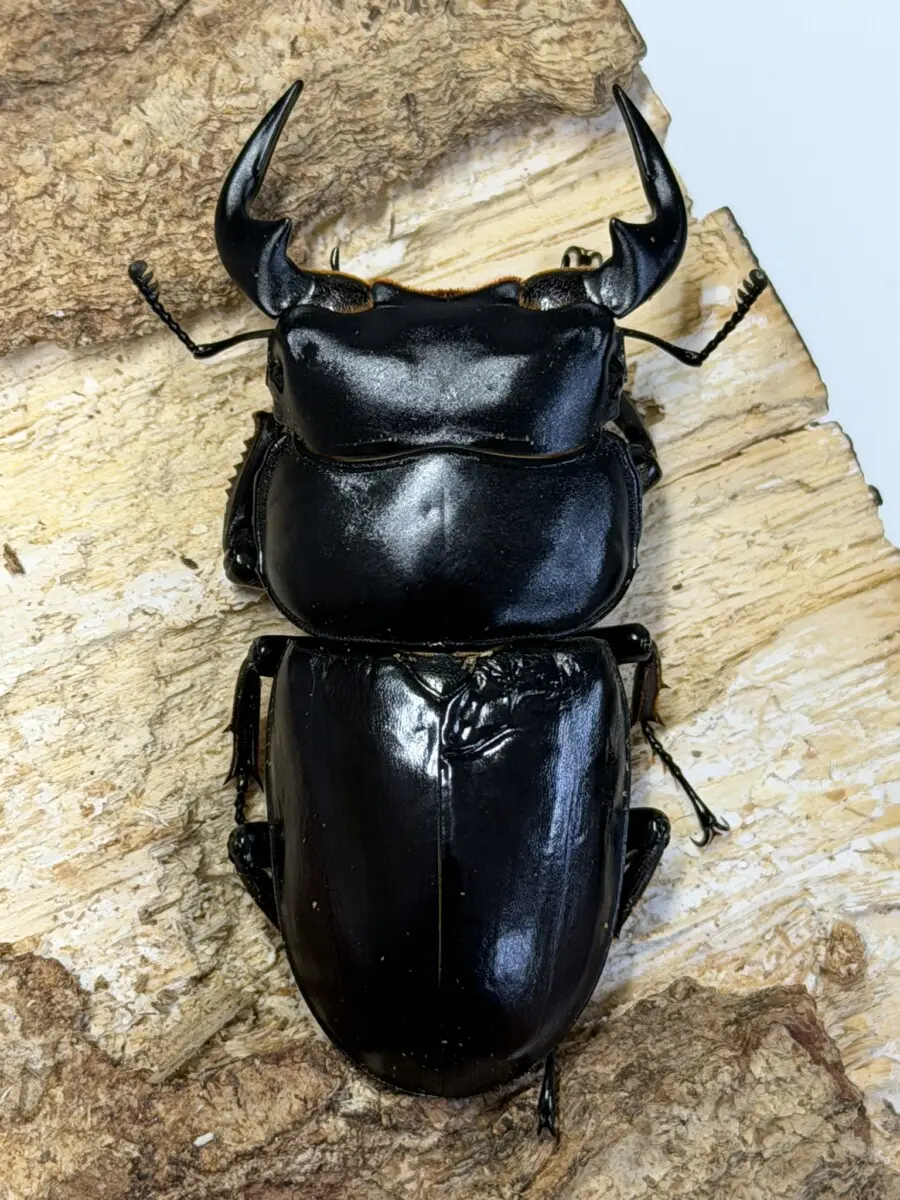 セール商品 - クワガタ横丁