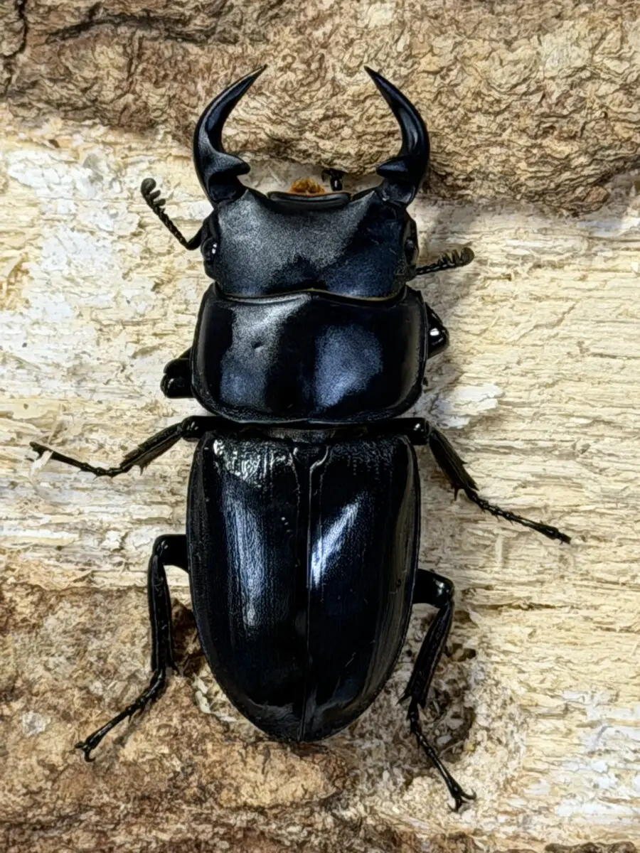 ホーム - クワガタ横丁