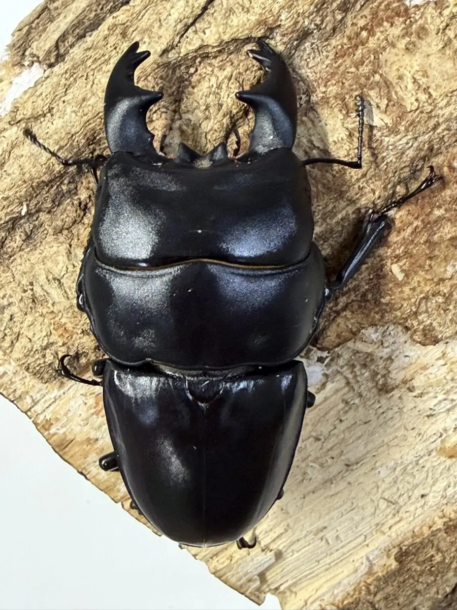 超小型　ヒラタクワガタ雄 ヒラタクワガタ – クワガタムシ・カブトムシ昆虫専門店COLORS