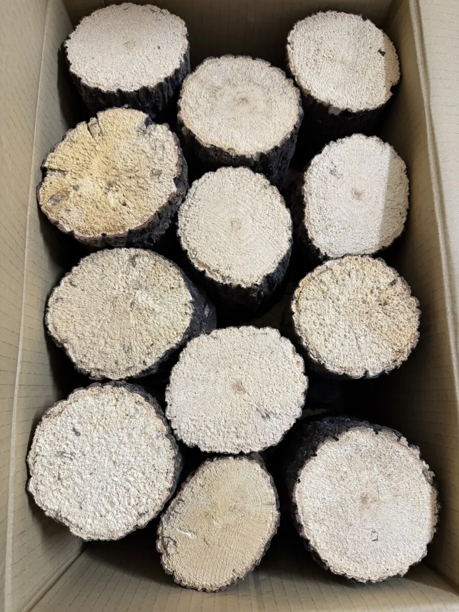 飼育用品 - クワガタ横丁 飼育用品 - クワガタ横丁