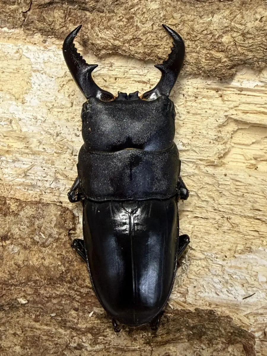 トクノシマヒラタ大♂▪オキノエラブヒラタ大♂▪タカラヒラタ♀ ３種セット オキノエラブヒラタ - クワガタ横丁