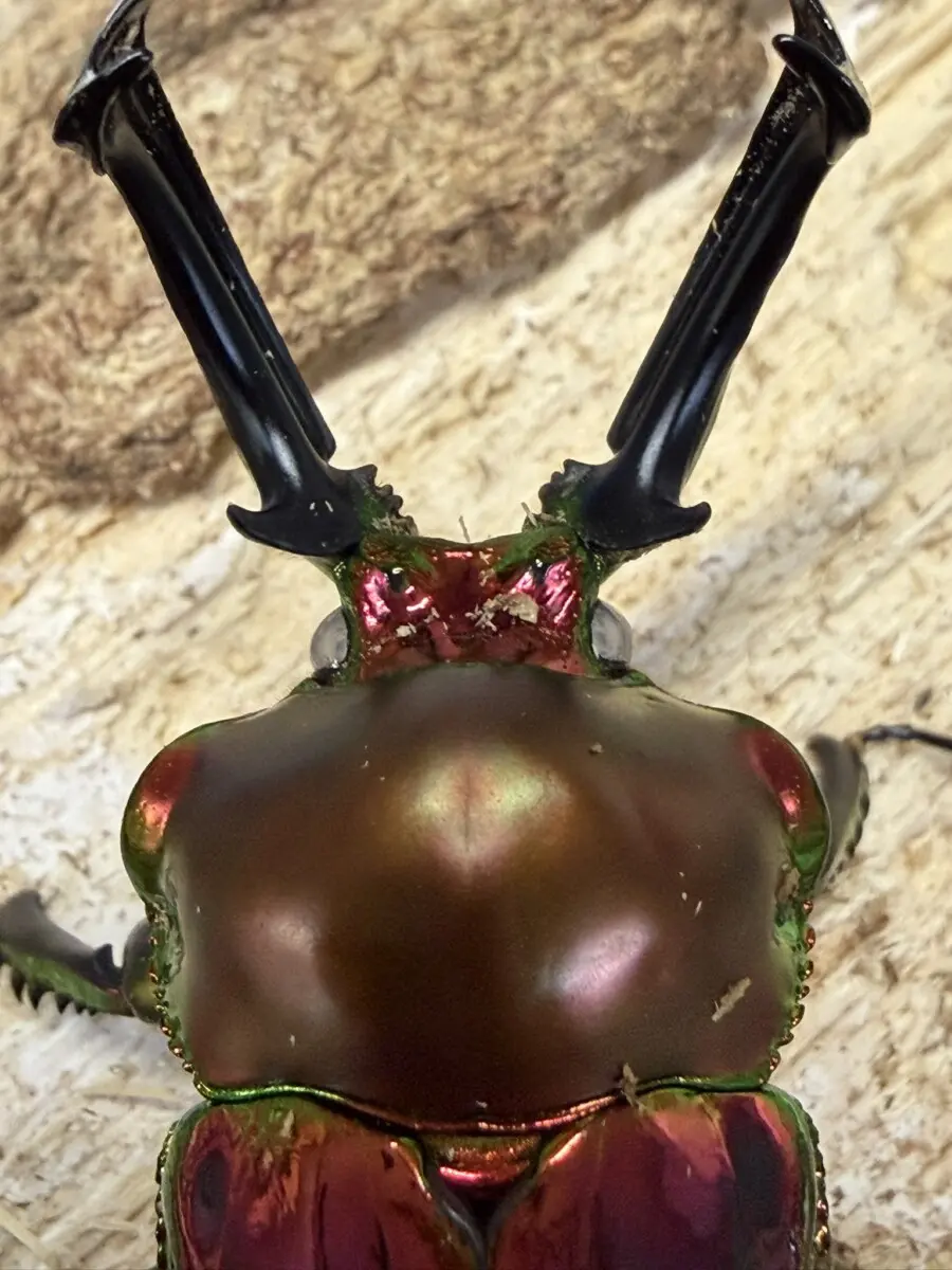 ニジイロクワガタ 59ミリ ホワイトアイ系ペア - クワガタ横丁