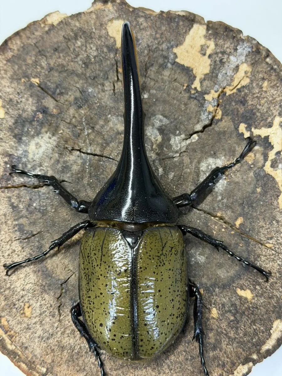 ヘラクレス、ヘラクレスオオカブトムシ ♂ 123mm ヘラクレスオオカブト_ヘラクレス ヘラクレス – HAWAIIAN BEETLE