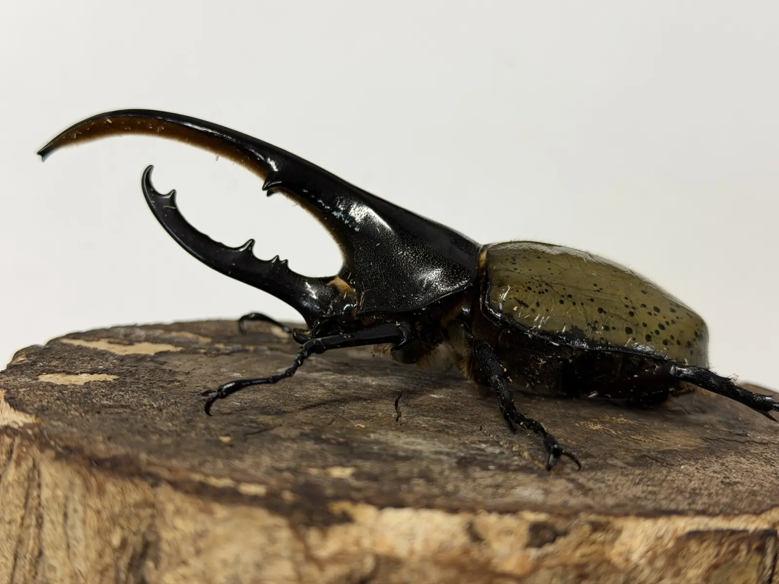 ①ヘラクレス　※郵送の場合→送料込!!! 梱包の話 : オオカブトの部屋