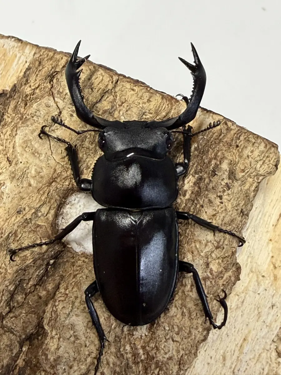タイワンシカクワガタ 51ミリペア - クワガタ横丁
