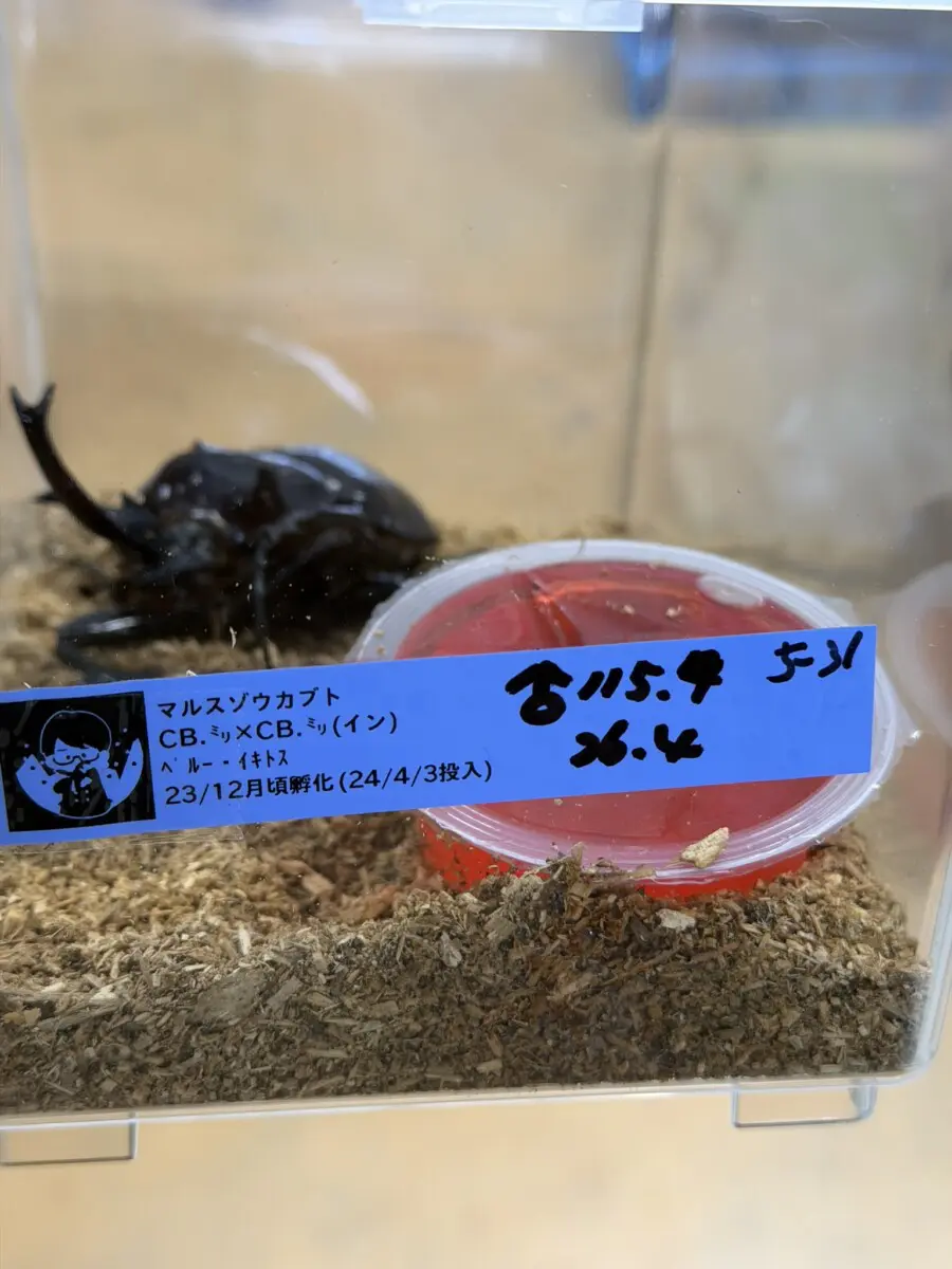 マルス ゾウカブト ♂♀ペア 112～113ミリ♂ マルスゾウカブト 115ミリペア - クワガタ横丁
