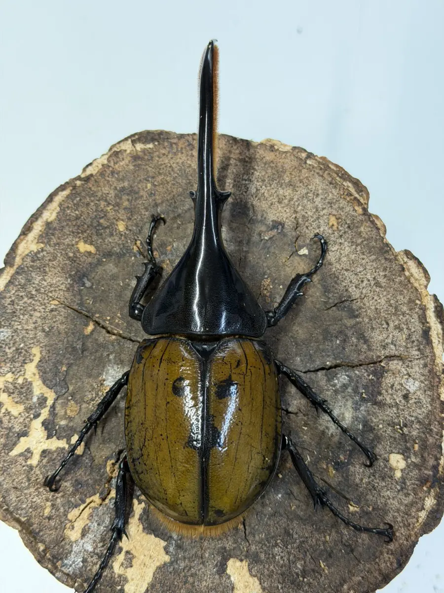 カブトムシ全般 - クワガタ横丁