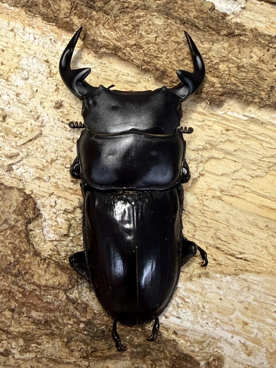 26061307