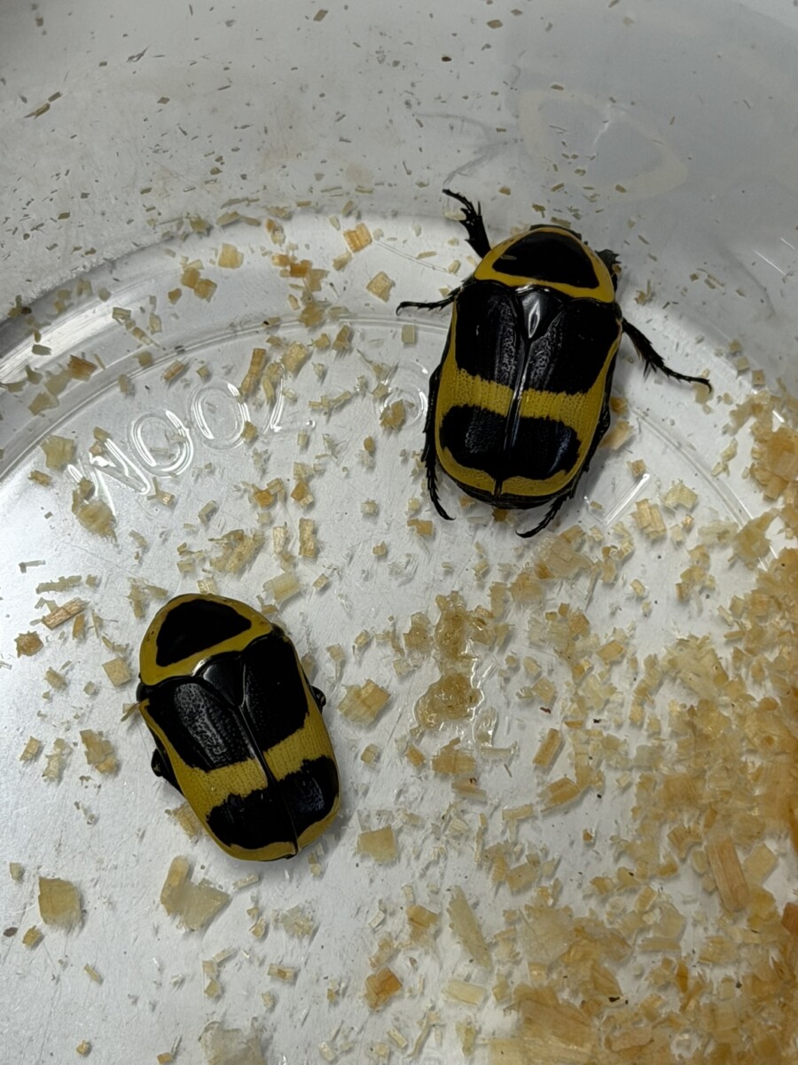 26062106