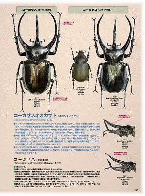 BE-KUWA 67 - クワガタ横丁