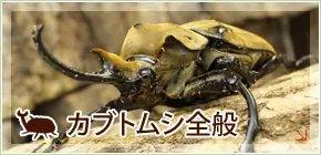 【クワガタ公式さん　専用】 オオクワガタ・クワガタ・カブトムシ・昆虫 通販専門店【フジコン】